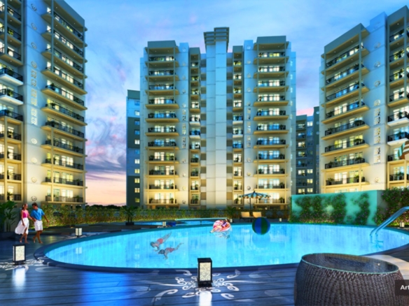 Orris Aster Court Premier