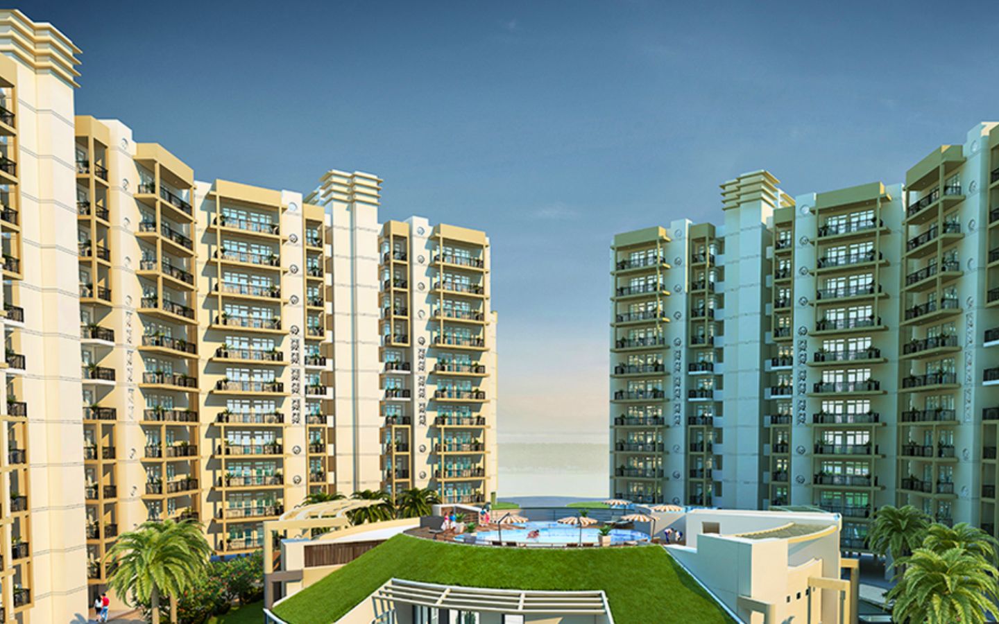 Orris Aster Court Premier