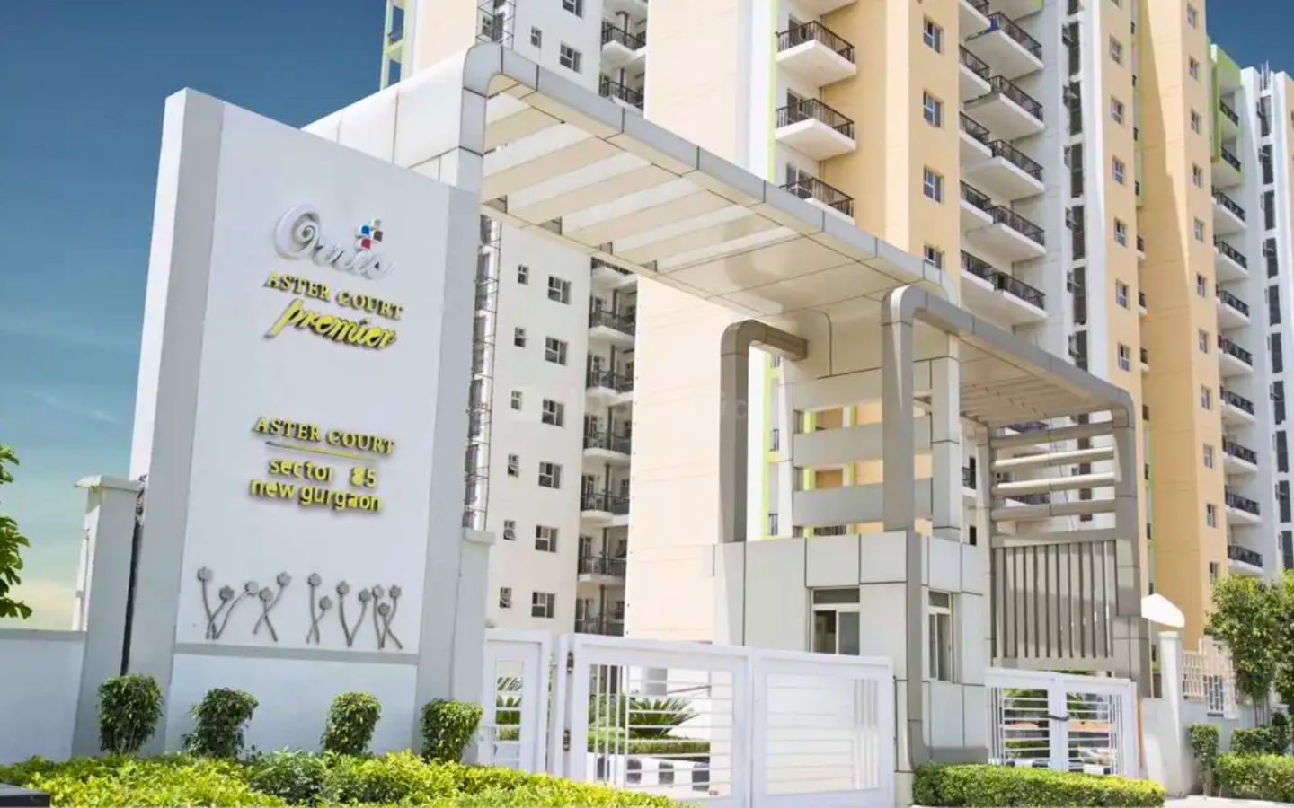 Orris Aster Court Premier